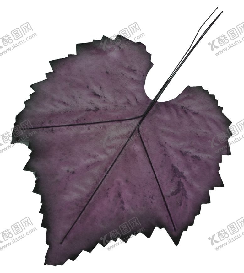 编号：49543010061229321432【酷图网】源文件下载-树叶