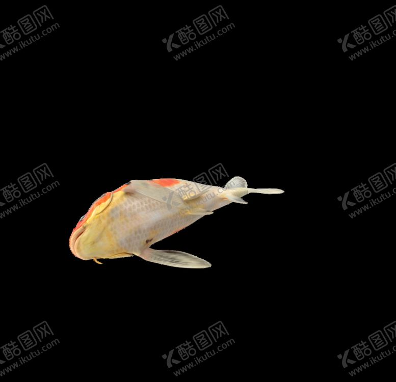 编号：88522010101934212152【酷图网】源文件下载-海洋生物