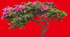 分层花