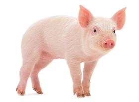 小猪家畜食品肉类海报素材