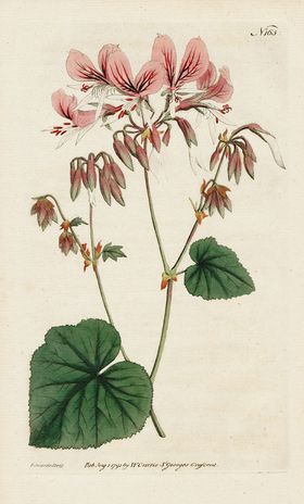 欧式复古色调花朵植物