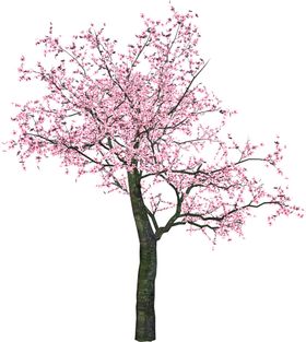樱花