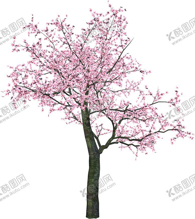 编号：24708709241635273150【酷图网】源文件下载-樱花