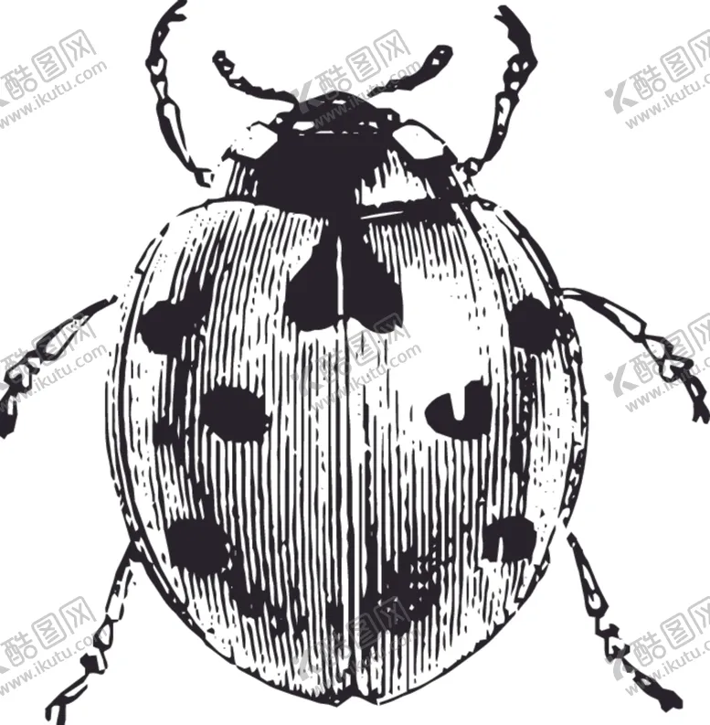 编号：79246909091909228415【酷图网】源文件下载-自然昆虫标本插画