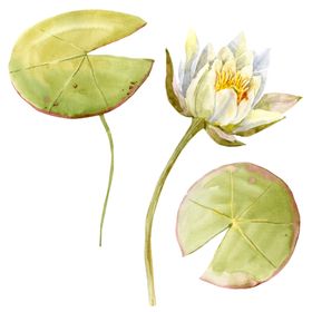 手绘植物