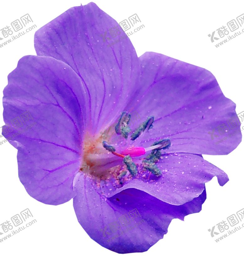 编号：91347005080014329591【酷图网】源文件下载-鲜花素材