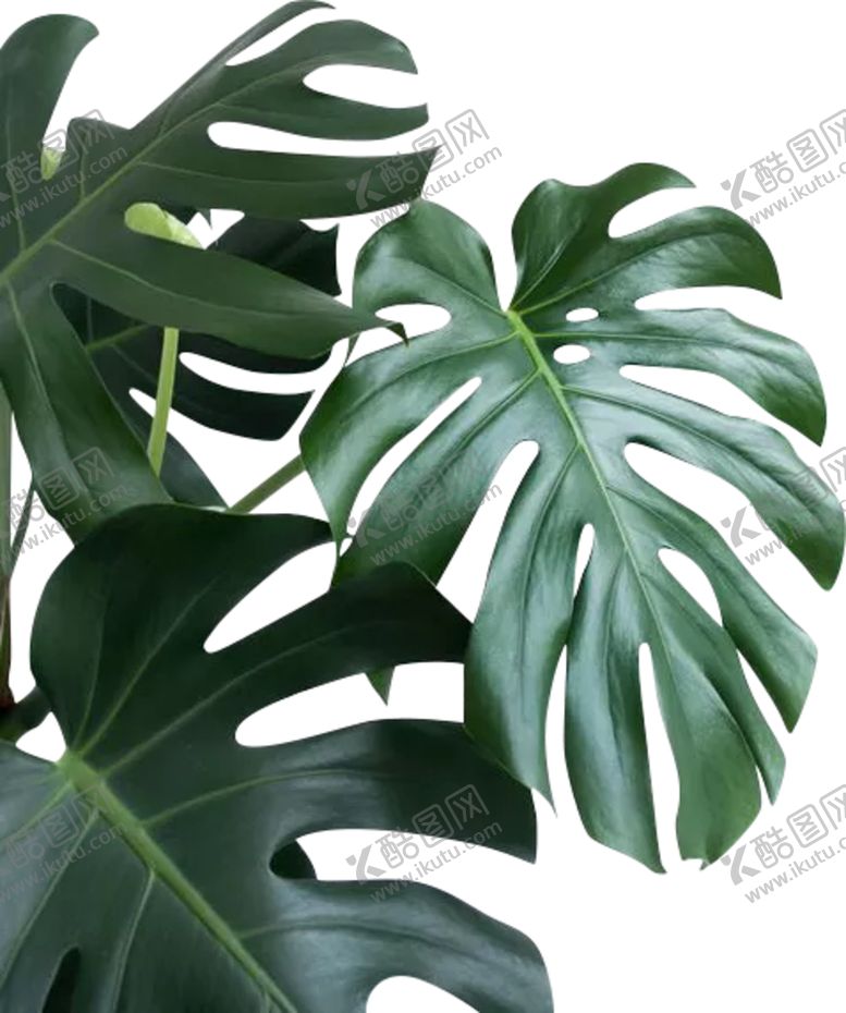 编号：94058909210826053411【酷图网】源文件下载-叶子素材