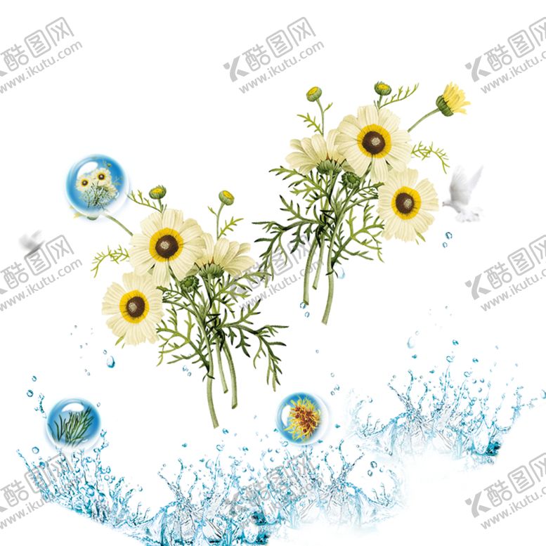 编号：19260505092104251444【酷图网】源文件下载-菊花装饰