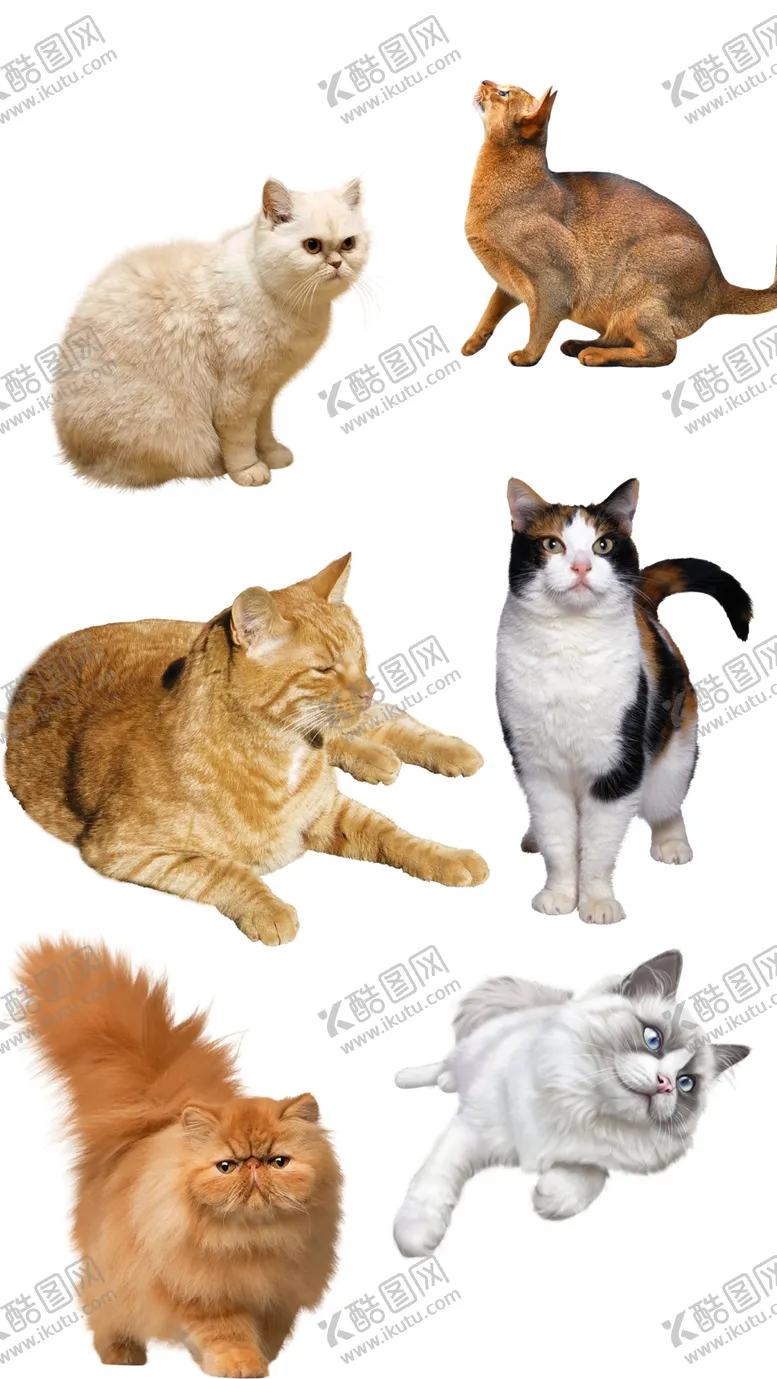 编号：29618010050601525780【酷图网】源文件下载-高清免扣猫咪素材