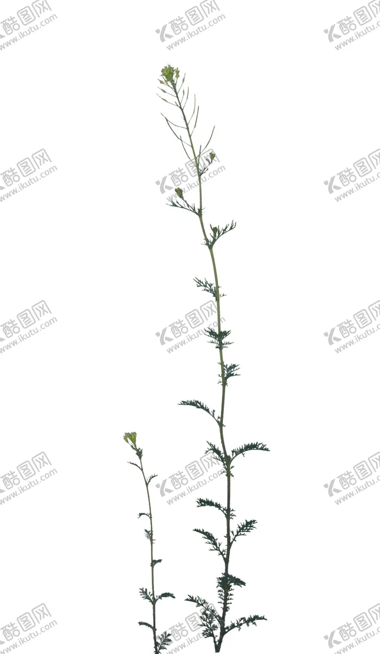 编号：07196209170929458753【酷图网】源文件下载-草