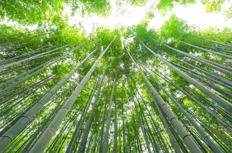 编号：47378606300744198642【酷图网】源文件下载-竹子