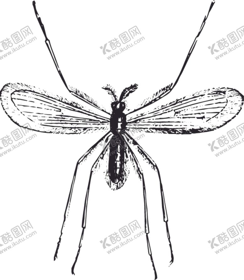 编号：32402007141222334851【酷图网】源文件下载-自然昆虫标本插画