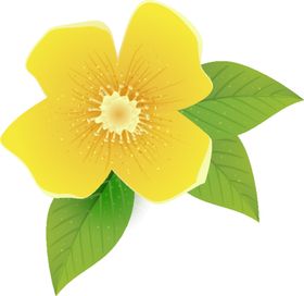 写实花卉漂亮唯美手绘