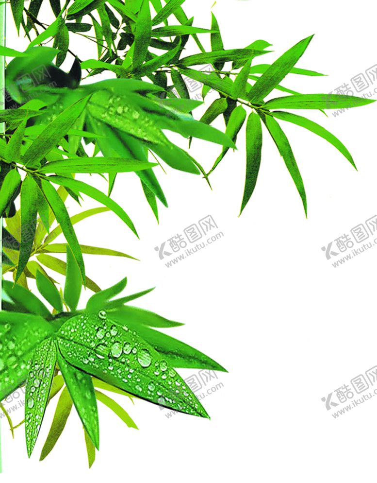 编号：36951210242040272012【酷图网】源文件下载-竹子竹叶