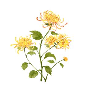 菊花素材