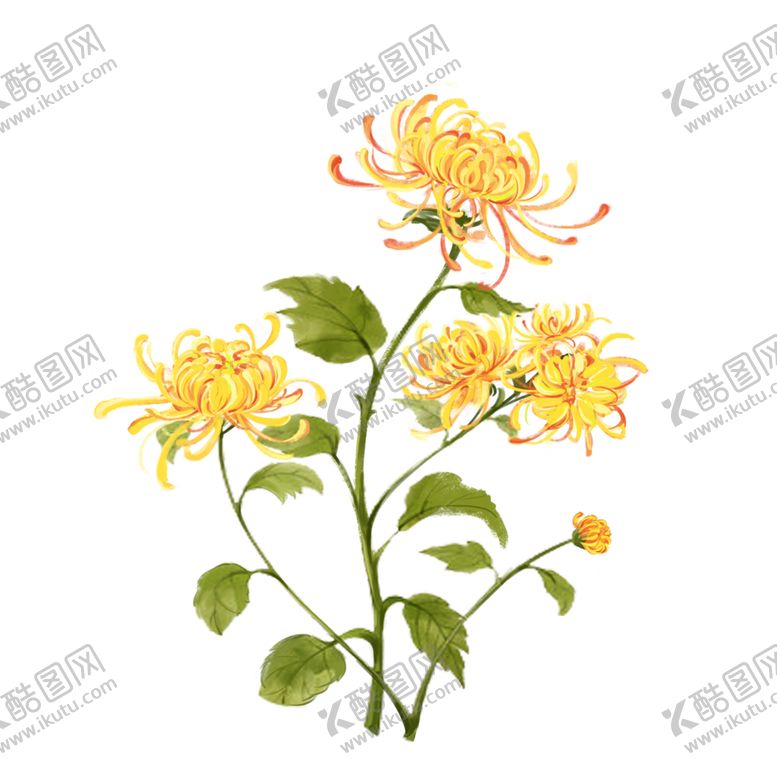 编号：13405309220547095665【酷图网】源文件下载-菊花素材