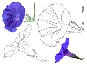 花卉素描