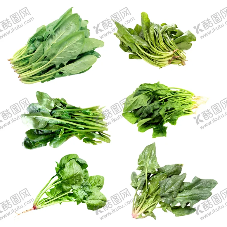 编号：44447706250556106270【酷图网】源文件下载-菠菜