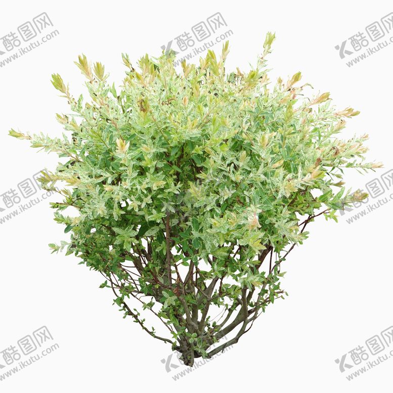 编号：63478509160936539835【酷图网】源文件下载-风景树