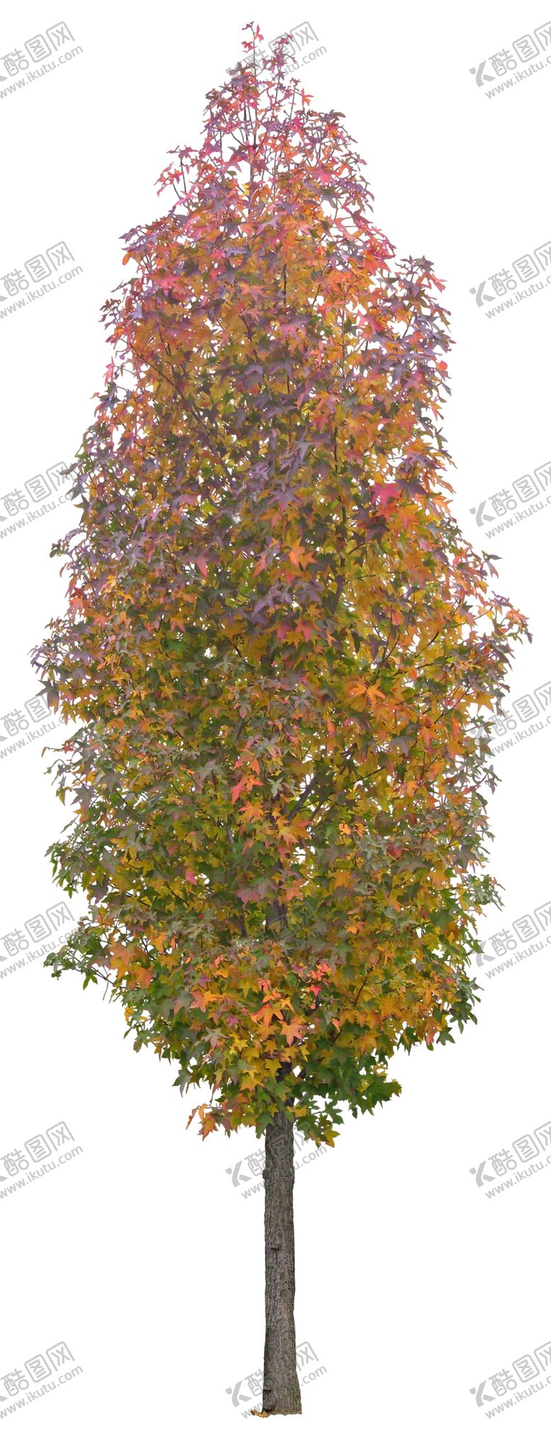 编号：27645809211558067011【酷图网】源文件下载-免扣植物素材图片