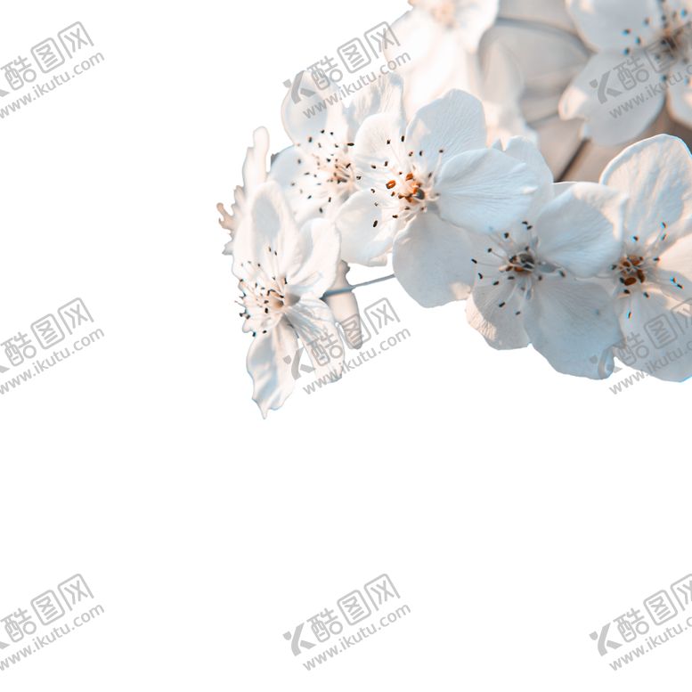 编号：95071312101636567827【酷图网】源文件下载-城市春天白色梨花赏花