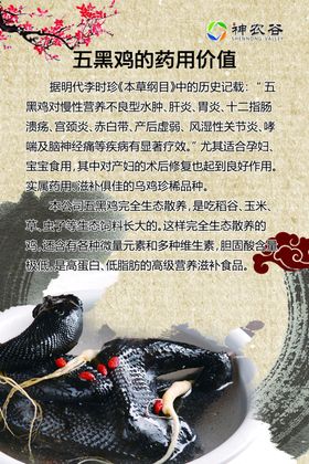 五黑鸡药用价值