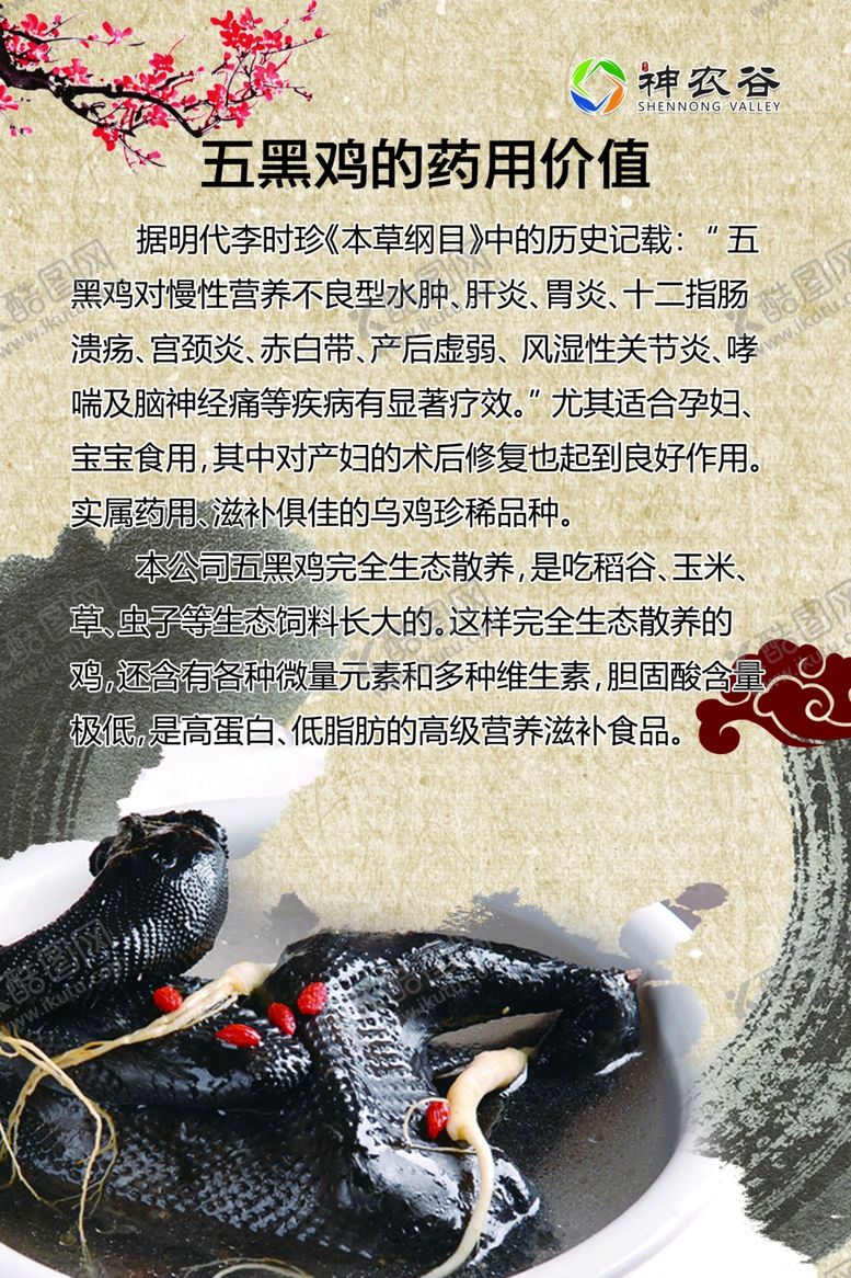 五黑鸡药用价值一绿营养海报绿壳蛋