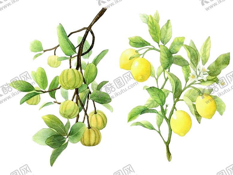 编号：69349010090814517403【酷图网】源文件下载-水果