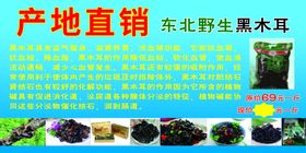 东北野生黑木耳