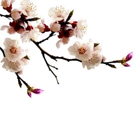 梅花桃花PNG卉免扣素材海报背景