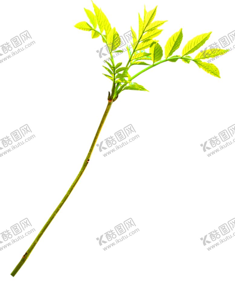 编号：99510307030503233375【酷图网】源文件下载-鲜花装饰