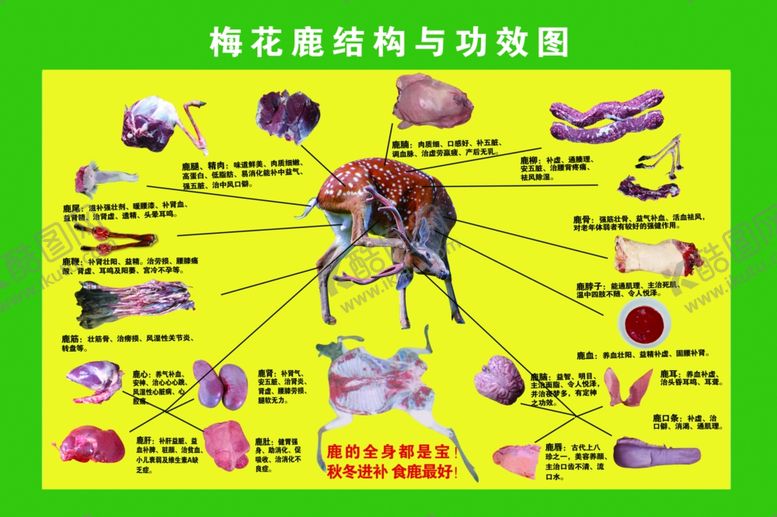 编号：72156004200757335140【酷图网】源文件下载-梅花鹿结构与功效图