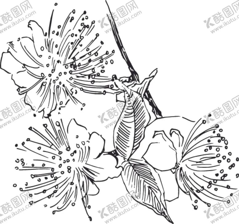 编号：98505006252101087670【酷图网】源文件下载-素描鲜花
