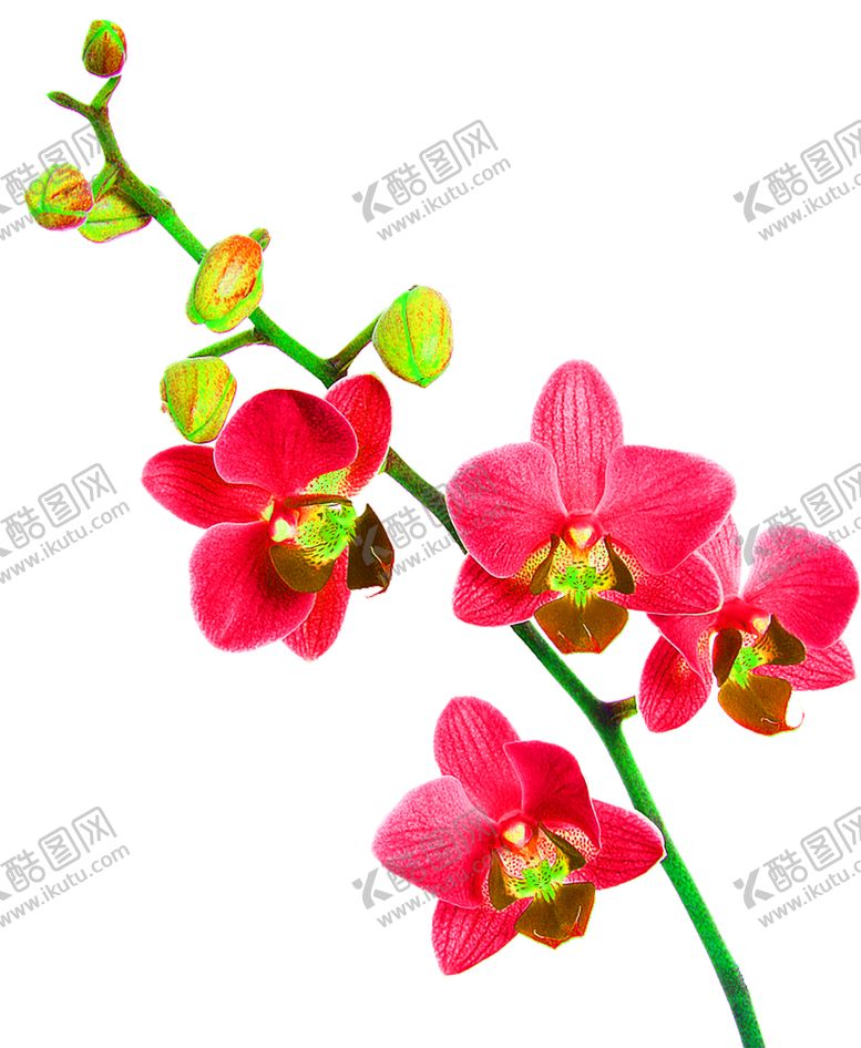 编号：52185010190652054344【酷图网】源文件下载-花素材