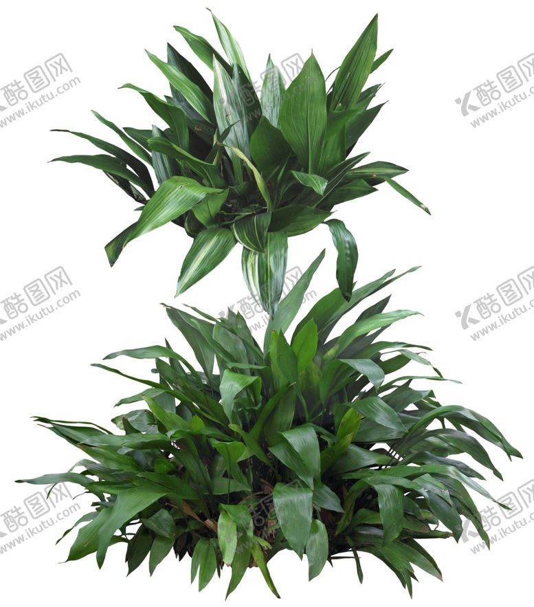 编号：11086209251009408222【酷图网】源文件下载-蜘蛛抱蛋