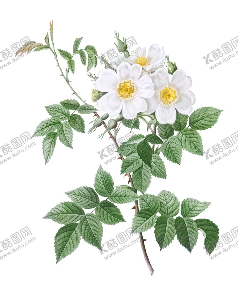 编号：44440901250335406399【酷图网】源文件下载-白色花