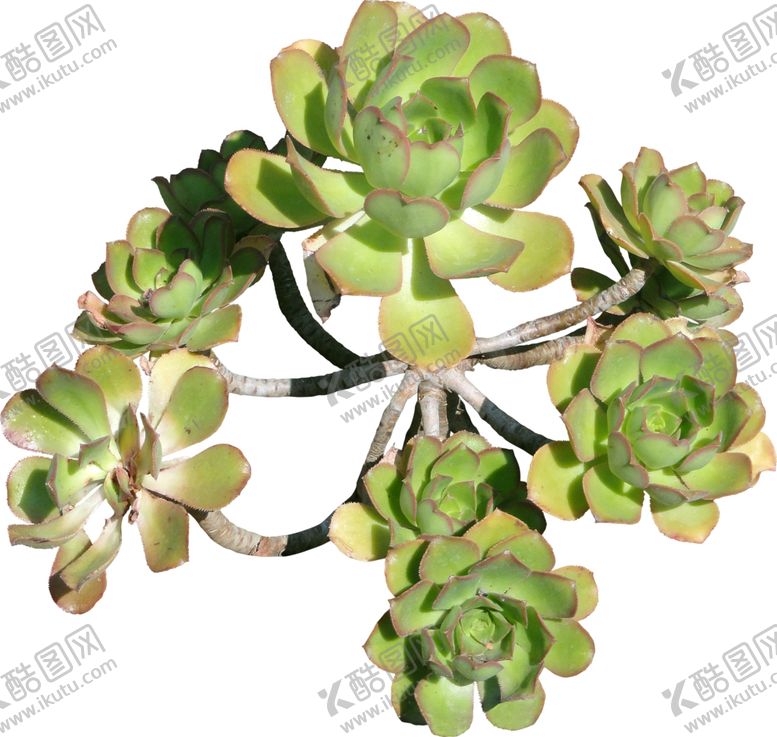 编号：46578910282118365591【酷图网】源文件下载-免扣花卉素材