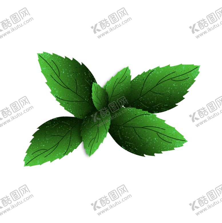 编号：32049105082230248673【酷图网】源文件下载-薄荷植物元素