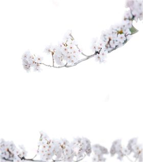 朱顶红