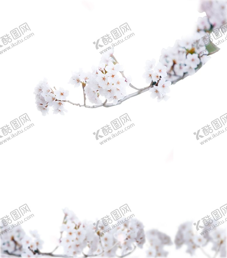 编号：93203505120456275185【酷图网】源文件下载-朱顶红