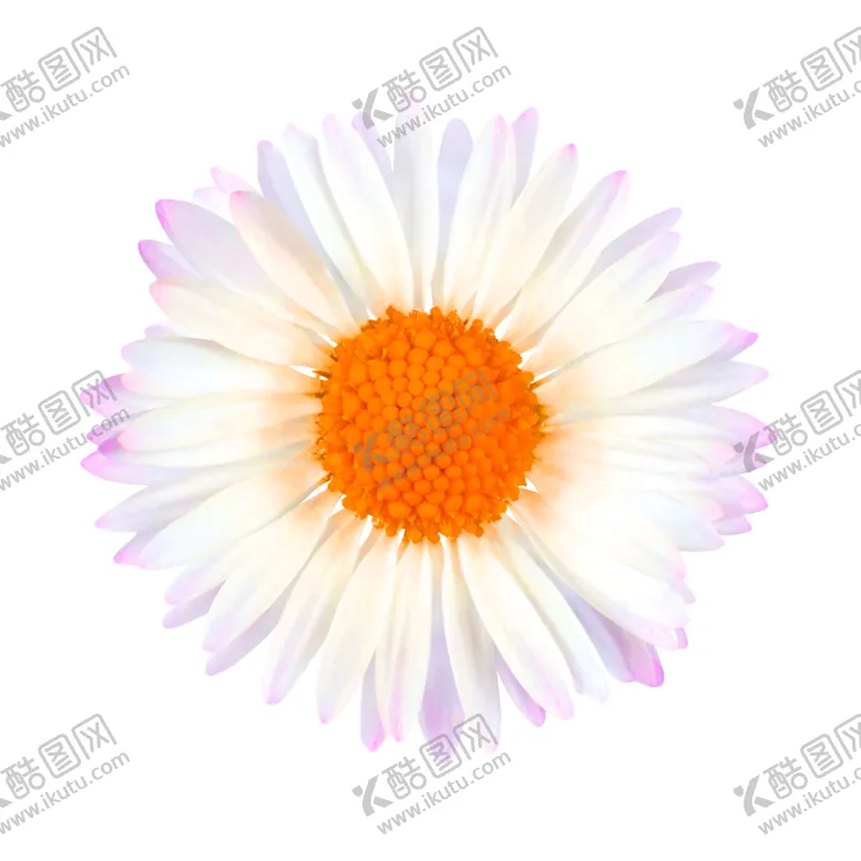 花素材桔梗底纹边框百合店装饰
