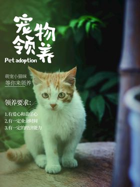 宠物海报狗寄养萌美容
