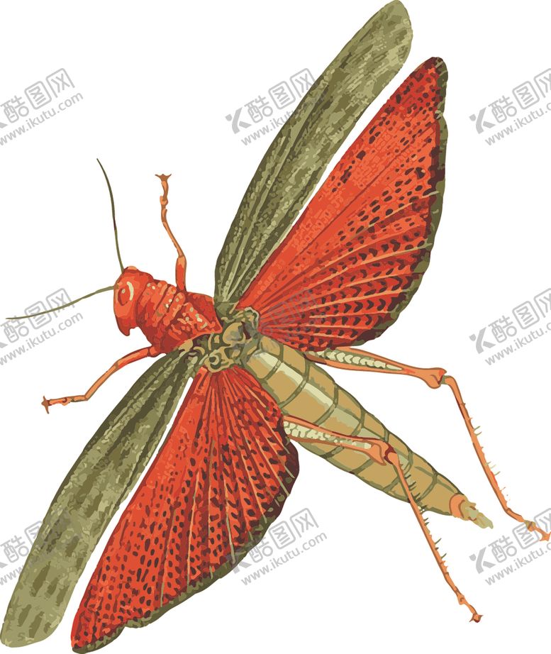 编号：49658507021943214570【酷图网】源文件下载-蚂蚱昆虫插画