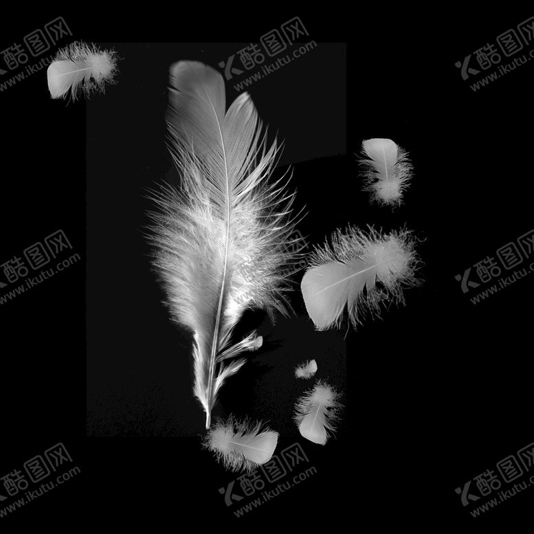 编号：74618309131948511258【酷图网】源文件下载-羽毛 