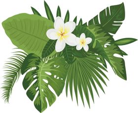 芭蕉叶热带