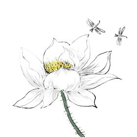 荷花素材古风夏天背景立夏立夏海报