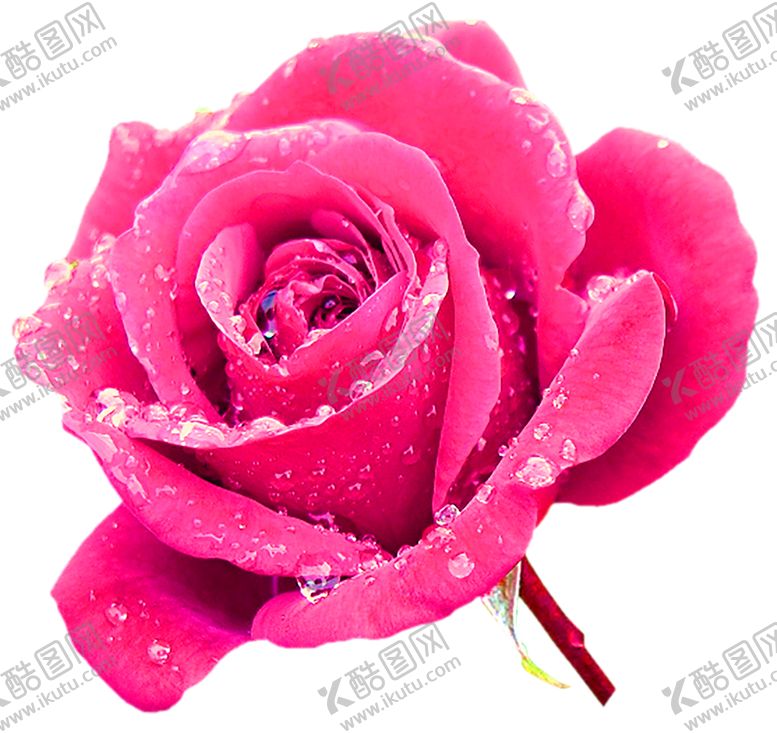 编号：80122010281931312337【酷图网】源文件下载-花素材