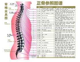 脊柱全息图