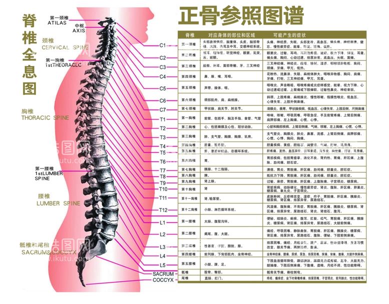 编号：63867512160429035353【酷图网】源文件下载-脊柱全息图