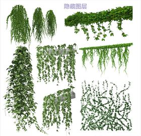 攀爬植物